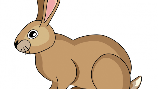 learn to draw a rabbit