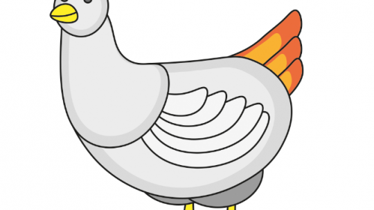 lär dig rita en kyckling